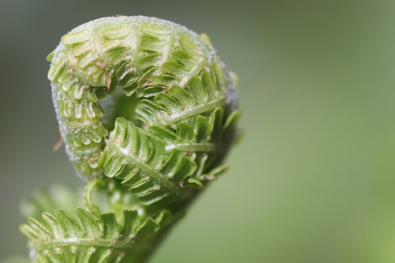 Green living tips