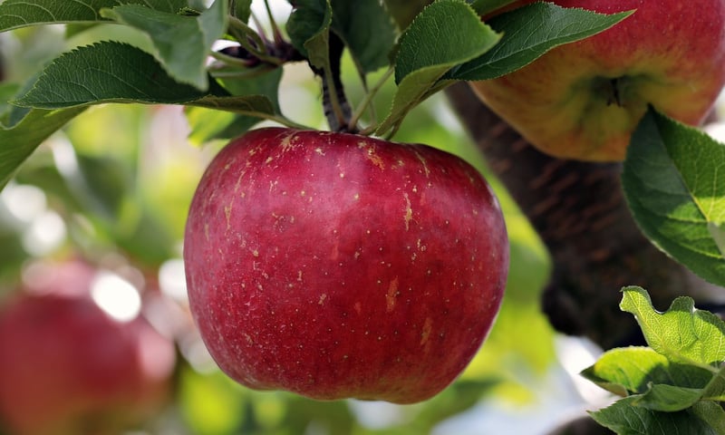 Organic Products