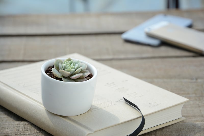 Indoor Garden